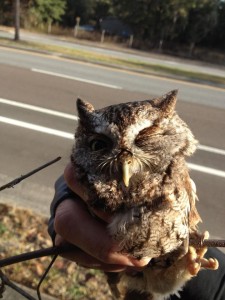 "Gravel" the owl perching on a stick, held by Nature Boy. These little guys have serious talons!