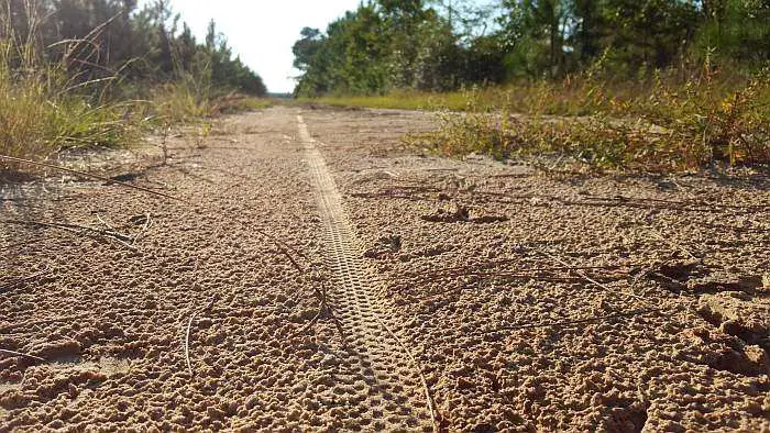 Tread pattern of the Panaracer and turkey tracks!