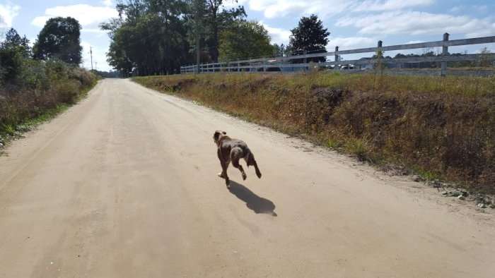 Dog running ahead of JOM.