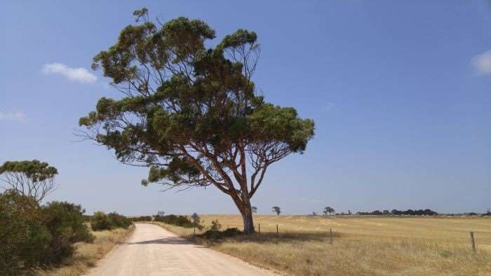 Australia2016-Strath-Milang11