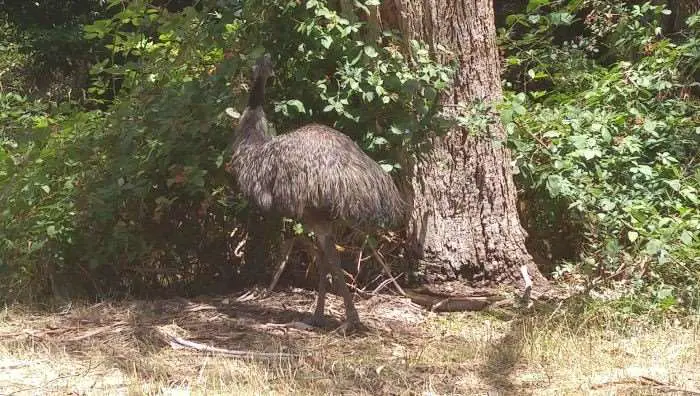 AustraliaDay2016-18