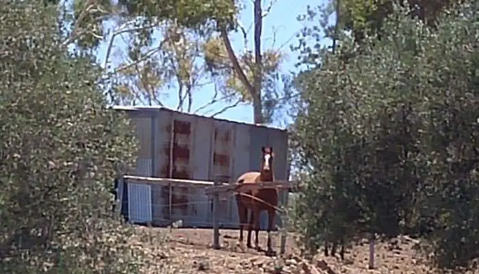 A bemused horse watches JOM stumble about the place.