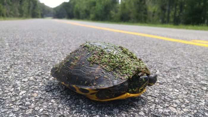Spotted and saved. I ALWAYS stop for turtles.