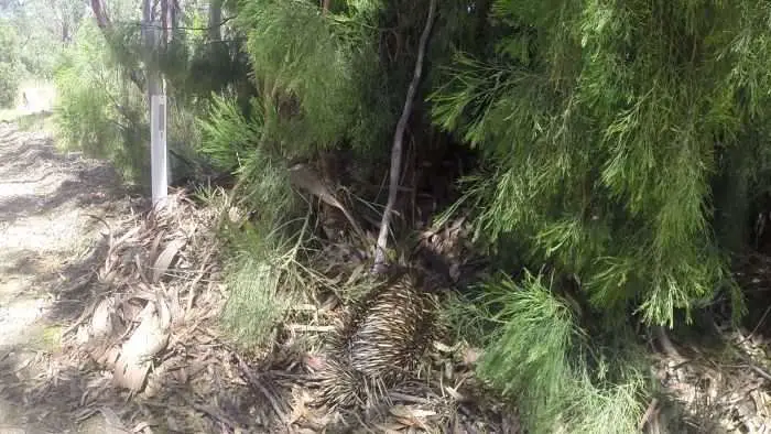 Echidna sighting! Can you spot him?