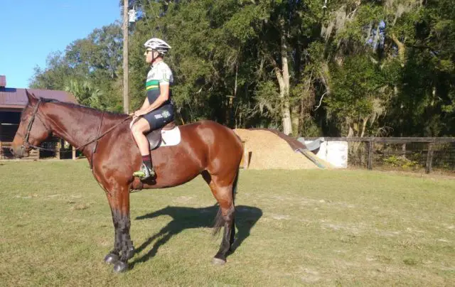 cyclist etiquette around horses