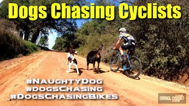 dogs chasing cyclists