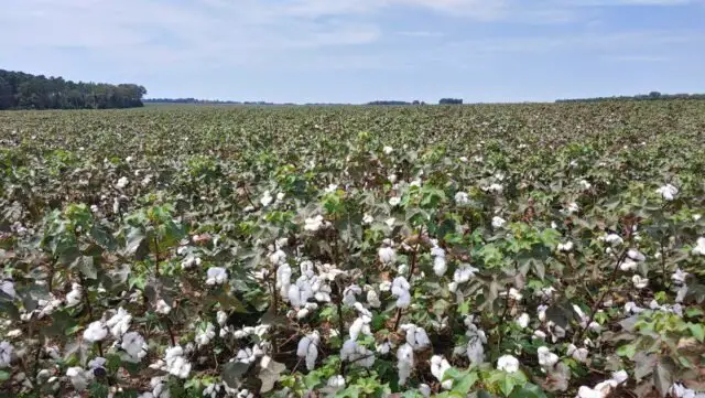 south georgia cotton fields