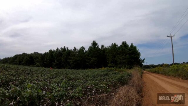 cycling the cotton fields of southern georgia