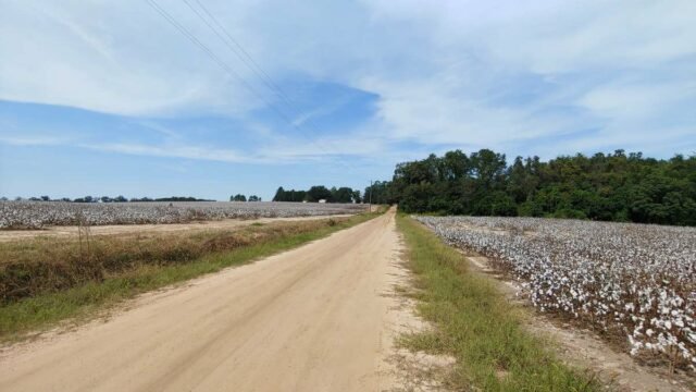 south georgia cotton fields