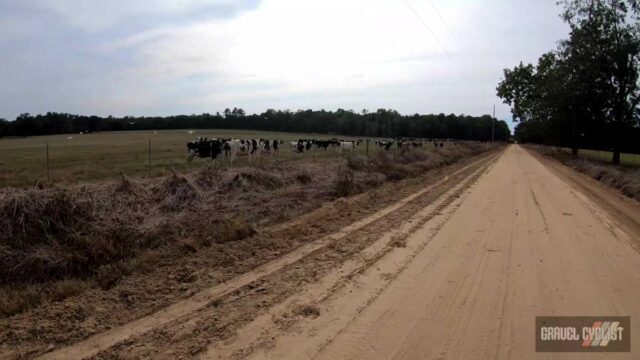 cycling the cotton fields of southern georgia