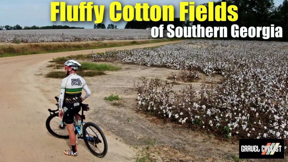 south georgia cotton fields