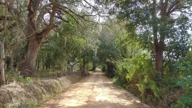 south georgia cotton fields