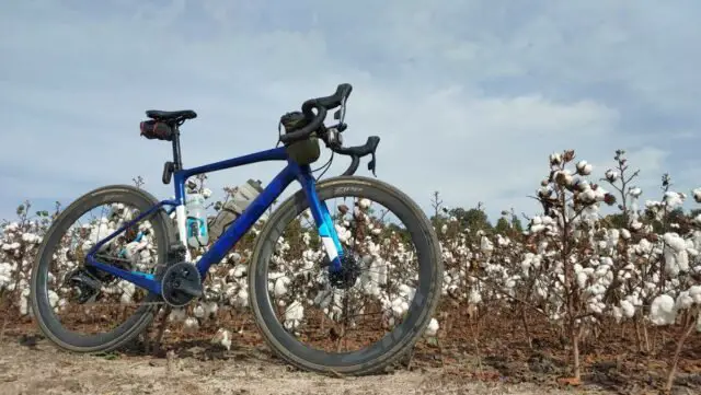 south georgia cotton fields