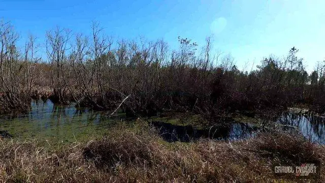 mallory swamp classic branford florida