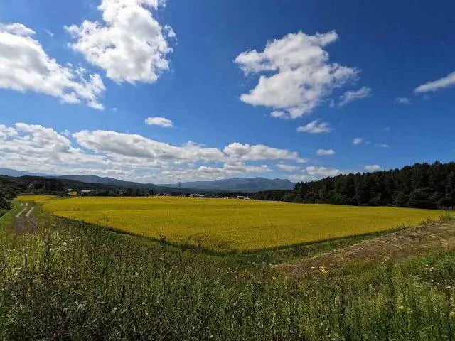 Panaracer Niseko Gravel report