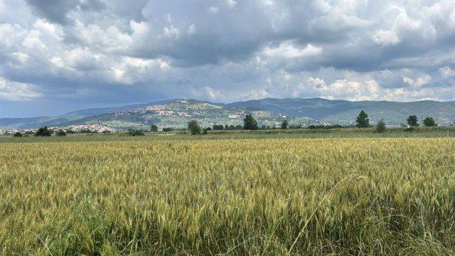 Castiglion Fiorentino tuscany cycling