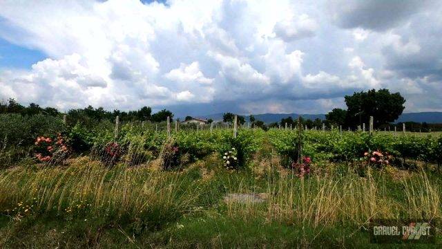 Castiglion Fiorentino tuscany cycling