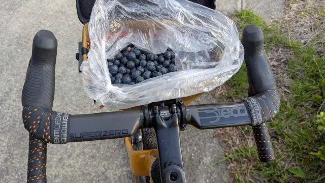 blueberry picking by bicycle