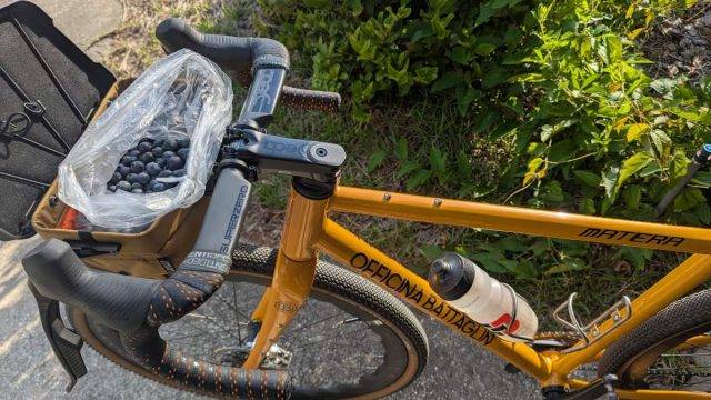 blueberry picking by bicycle