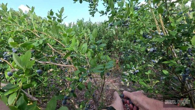 blueberry picking by bicycle