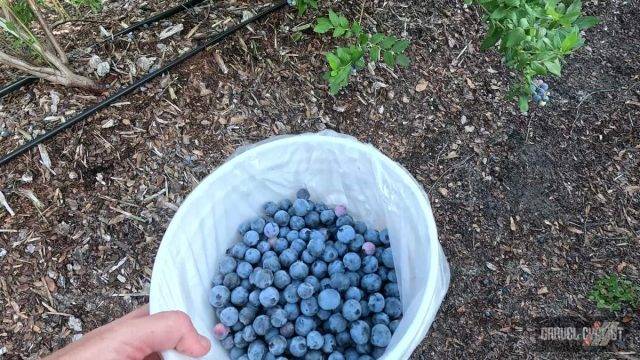 blueberry picking by bicycle