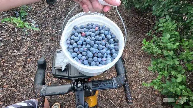 blueberry picking by bicycle