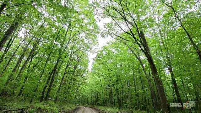 2025 roughneck gravel roubaix