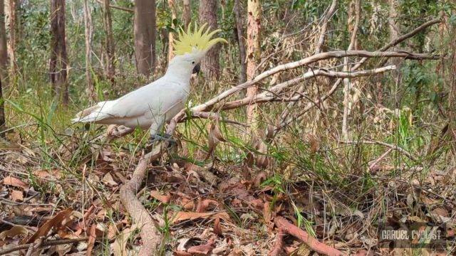 dirty brisbane ride queensland australia