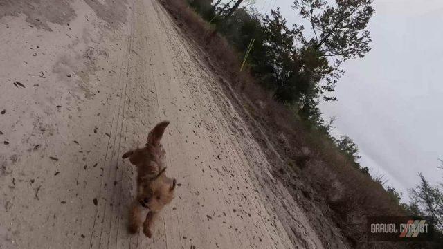 100 miles of north florida gravel cycling