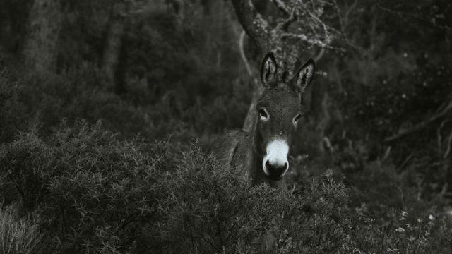 corsica bikepacking