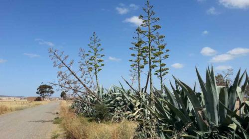 barossa valley gravel cycling