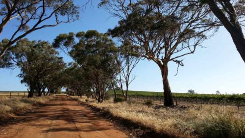 barossa valley gravel cycling