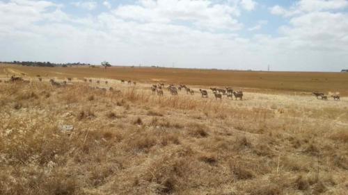 barossa valley gravel cycling