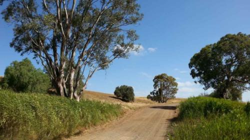 barossa valley gravel cycling
