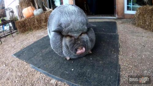 big sugar gravel 2021 video