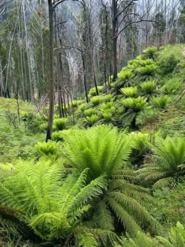 grinduro australia preview