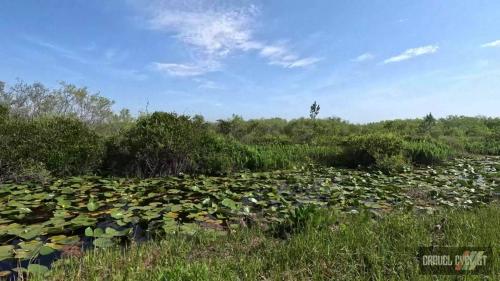 mallory swamp classic