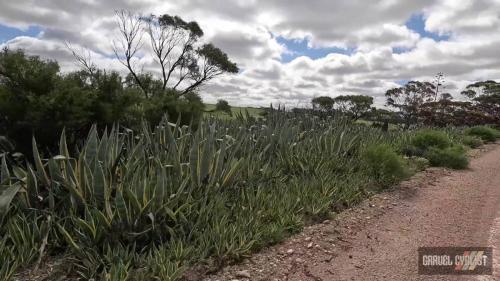 mannum south australia gravel cycling