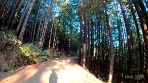 riding a gravel bike on mount tamalpais